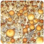 Псилоцибиновые (галлюциногенные)  грибы Psilocybin "Golden Teacher" в Алагире