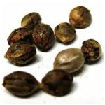 Семена марихуаны АК-47  (Seeds AK-47) в Алагире